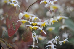 Lovely white and yellow flowers